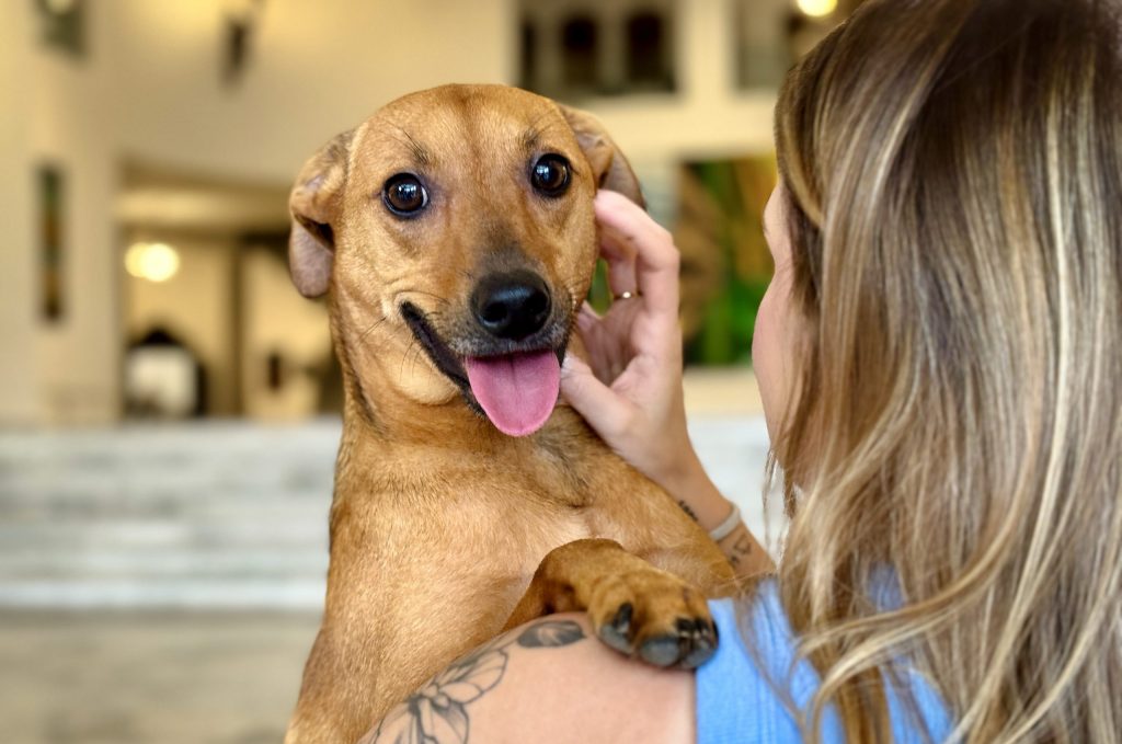 Governo de SP sanciona lei que autoriza o sepultamento de cães e gatos em jazigos familiares