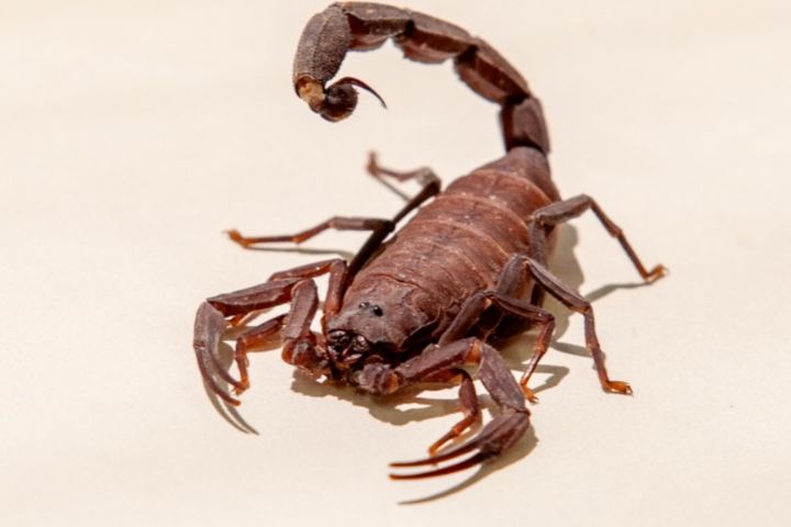 Verão eleva risco de picadas de escorpião e Santa Casa de Itatiba reforça atendimento e prevenção