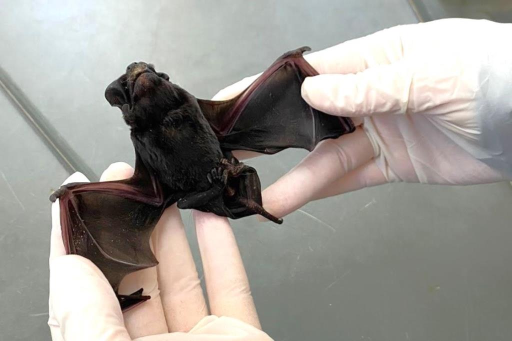 CCZE de Itatiba encontra morcegos com vírus da raiva no Moenda